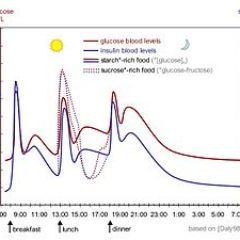 rp_300px-Suckale08_fig3_glucose_insulin_day.jpg